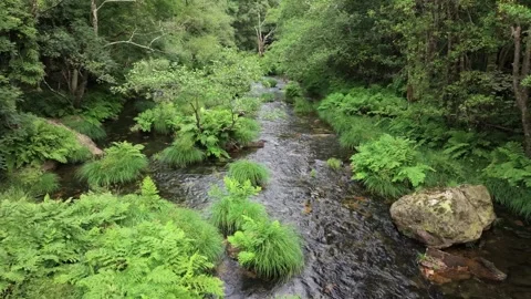 Clear River Flowing Through Lush Foliage In Galicia, Spain. drone shot Stock-Footage 284340277