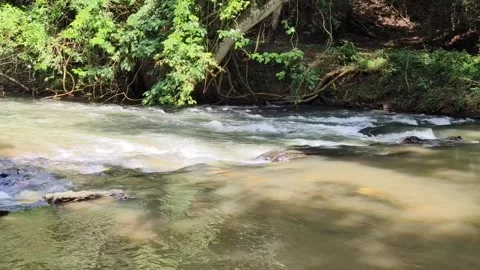 Clear River Flowing Through Lush Green Forest Landscape Stock Footage 324707053