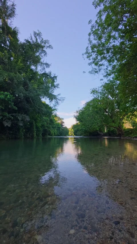 Clear River Flowing Through Lush Green Forest Stock Footage 332301729