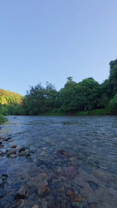 Clear River Flowing Through Lush Green Forest Stock Footage 332301766