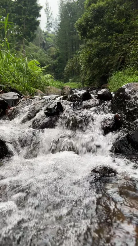 Clear River Flowing Through Tropical Forest 動画素材 320044327