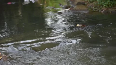 Clear river Stock Footage 243274732