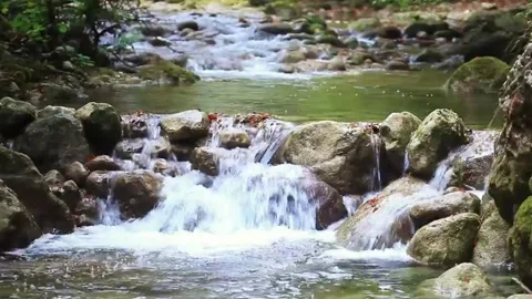 Clear river in a forest Stock Footage 242577479