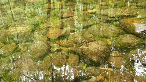 Clear river with green rocks and trees above the water surface Stock Footage 155527956