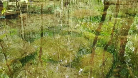 Clear river with green rocks and trees above the water surface Stock Footage 155528081