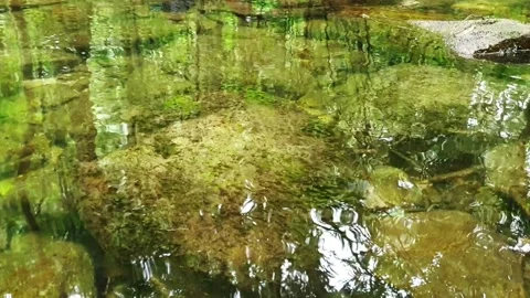 Clear river with green rocks and trees above the water surface Stock Footage 155528083