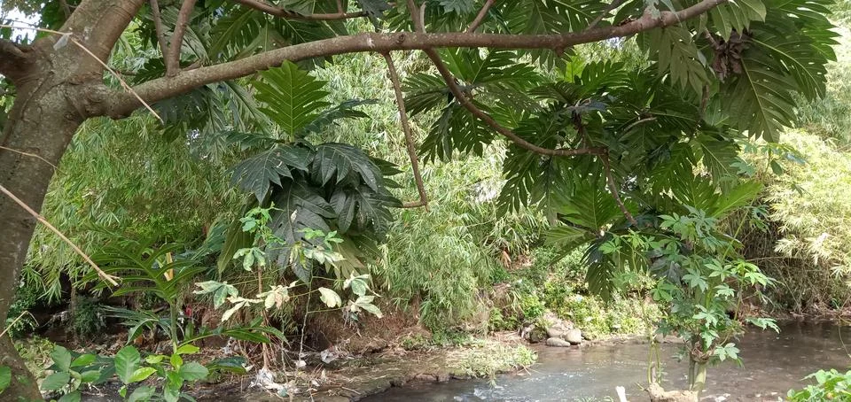 A Clear River Stock Photos