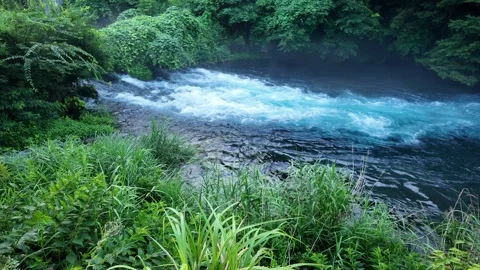 Clear river rapids flowing past a lush green riverbank in summer Stock Footage 341175472