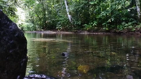 Clear river with rocks and beautiful trees Stock Footage 237382095