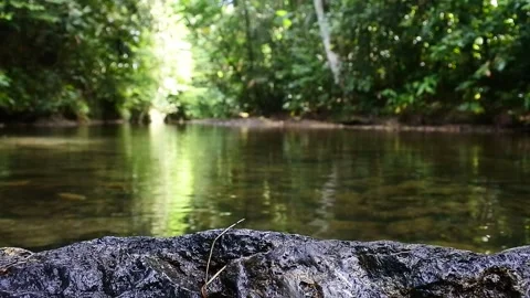Clear river with rocks and beautiful trees Stock Footage 237382098