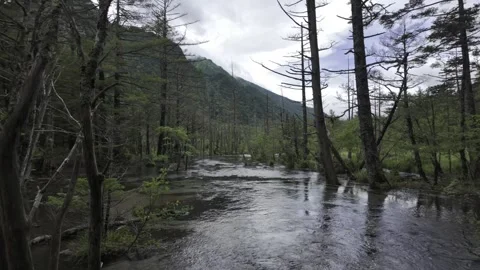 Clear River, Straight Trees, Blue Sky Stock Footage 331239553