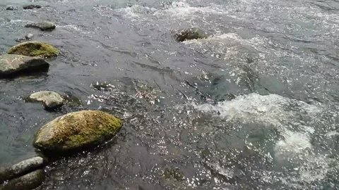 Clear river stream flowing around moss-covered rocks in a natural setting Vidéo 346766642