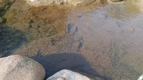 Clear river stream flowing smoothly over shallow rocks and stones Stock Footage 344087613