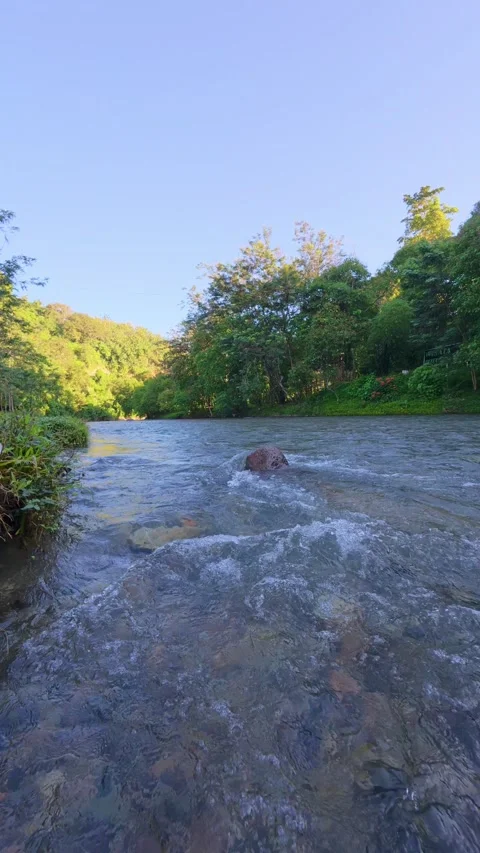 Clear River Stream Flowing Through Forest Video stock 308846175
