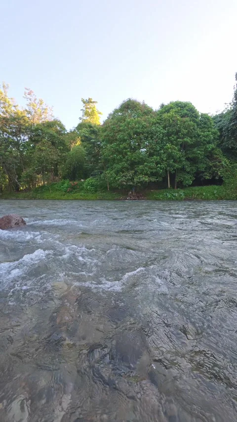 Clear River Stream Flowing Through Forest Stock Footage 308847317