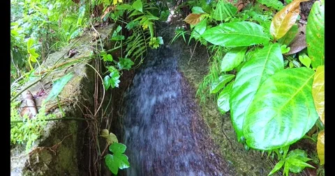 Clear river stream flowing through tropical forest Stock Footage 317731918