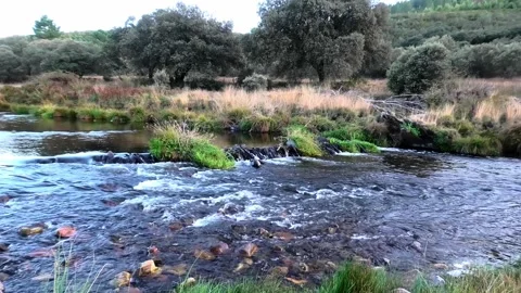 Clear river stream flowing through stones in a green natural landscape Stock Footage 340037107