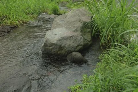 Clear River Stream Flowing Through Lush Green Vegetation Stock Photos