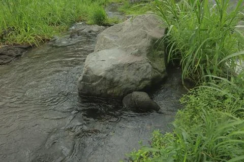 Clear River Stream Flowing Through Lush Green Vegetation Stock Photos