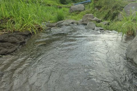 Clear River Stream Flowing Through Lush Green Vegetation Stock Photos