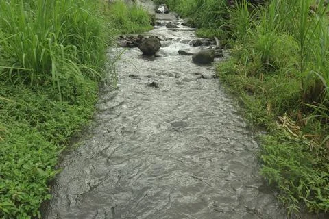 Clear River Stream Flowing Through Lush Green Vegetation Stock Photos
