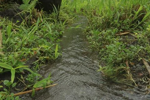 Clear River Stream Flowing Through Lush Green Vegetation Stock Photos