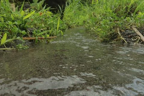 Clear River Stream Flowing Through Lush Green Vegetation Stock Photos