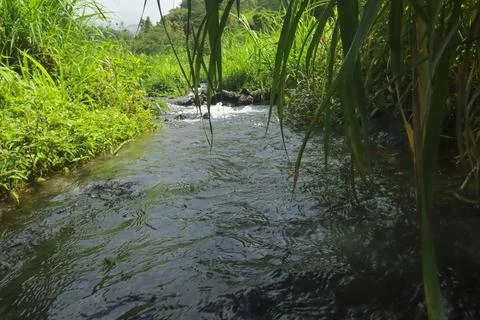 Clear River Stream Flowing Through Lush Green Vegetation Stock Photos