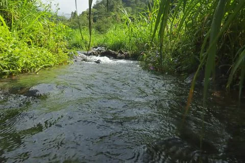 Clear River Stream Flowing Through Lush Green Vegetation Stock Photos