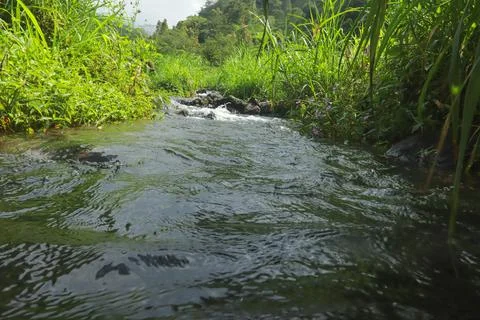 Clear River Stream Flowing Through Lush Green Vegetation Stock Photos