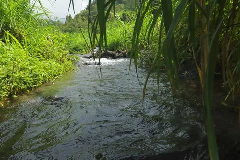 Clear River Stream Flowing Through Lush Green Vegetation Stock Photos