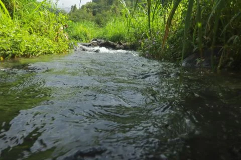 Clear River Stream Flowing Through Lush Green Vegetation Stock Photos