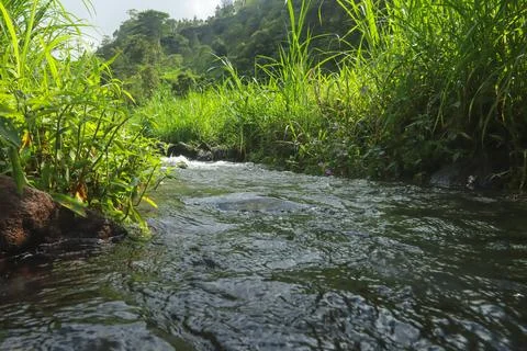 Clear River Stream Flowing Through Lush Green Vegetation Stock Photos