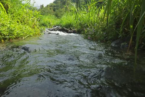 Clear River Stream Flowing Through Lush Green Vegetation Stock Photos