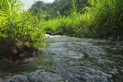 Clear River Stream Flowing Through Lush Green Vegetation Stock Photos