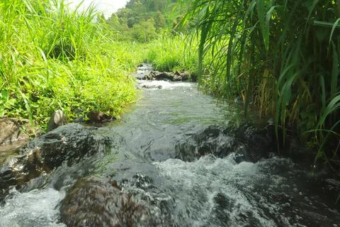 Clear River Stream Flowing Through Lush Green Vegetation Stock Photos