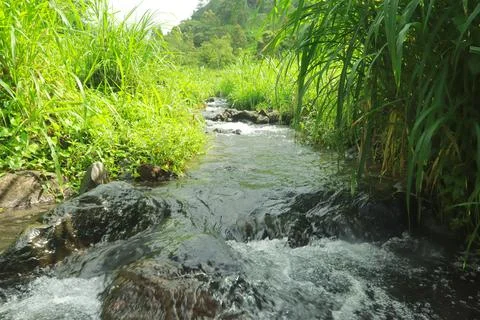 Clear River Stream Flowing Through Lush Green Vegetation Stock Photos