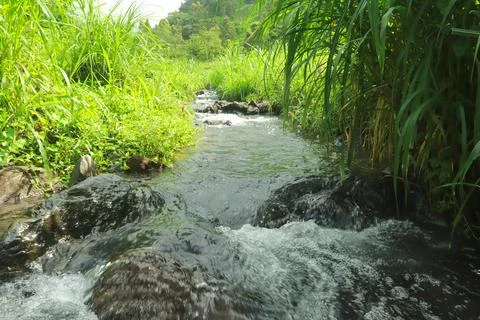Clear River Stream Flowing Through Lush Green Vegetation Stock Photos