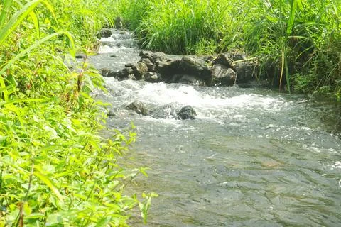 Clear River Stream Flowing Through Lush Green Vegetation Stock Photos