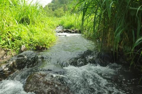 Clear River Stream Flowing Through Lush Green Vegetation Stock Photos