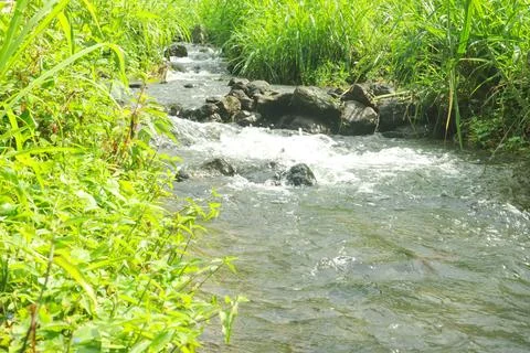 Clear River Stream Flowing Through Lush Green Vegetation Stock Photos
