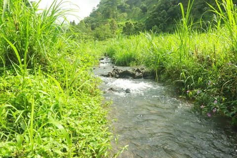 Clear River Stream Flowing Through Lush Green Vegetation Stock Photos
