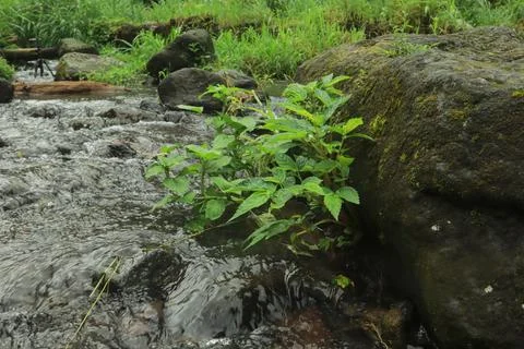 Clear River Stream Flowing Through Lush Green Vegetation Stock Photos