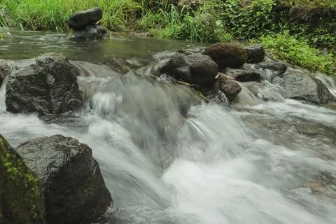 Clear River Stream Flowing Through Lush Green Vegetation Stock Photos