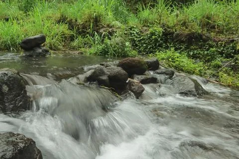 Clear River Stream Flowing Through Lush Green Vegetation Stock Photos