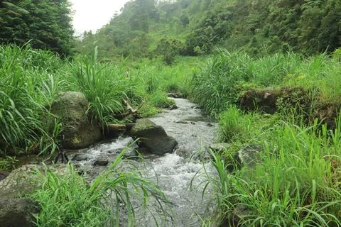 Clear River Stream Flowing Through Lush Green Vegetation Stock Photos