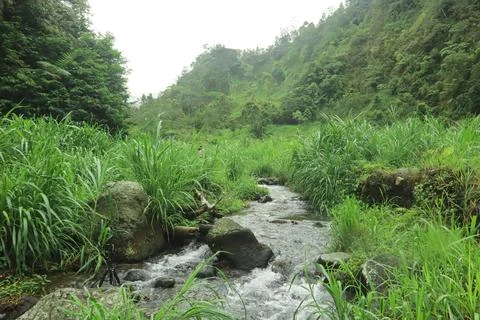 Clear River Stream Flowing Through Lush Green Vegetation Stock Photos