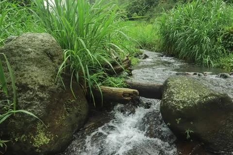 Clear River Stream Flowing Through Lush Green Vegetation Stock Photos