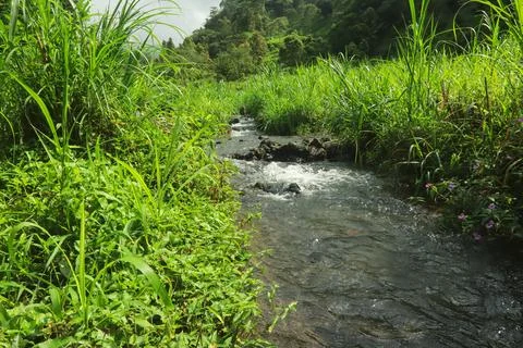 Clear River Stream Flowing Through Lush Green Vegetation Stock Photos