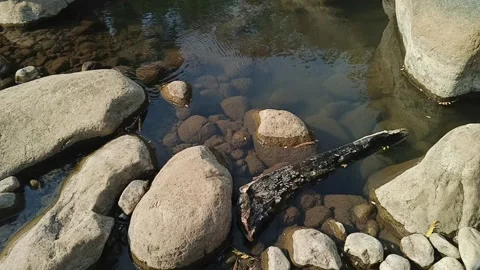 Clear river stream with submerged stones and floating wood piece surrounded Stock Footage 344087450